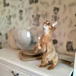 Abyssinian POLIN Isis