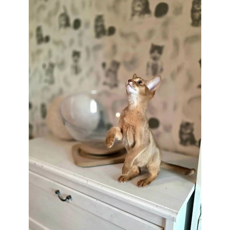 Abyssinian POLIN Isis
