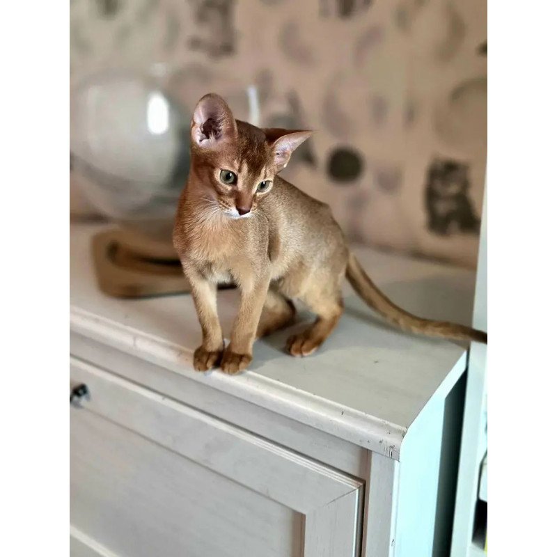 Abyssinian POLIN Isis