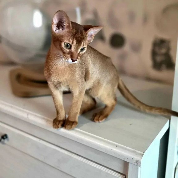 Abyssinian POLIN Isis