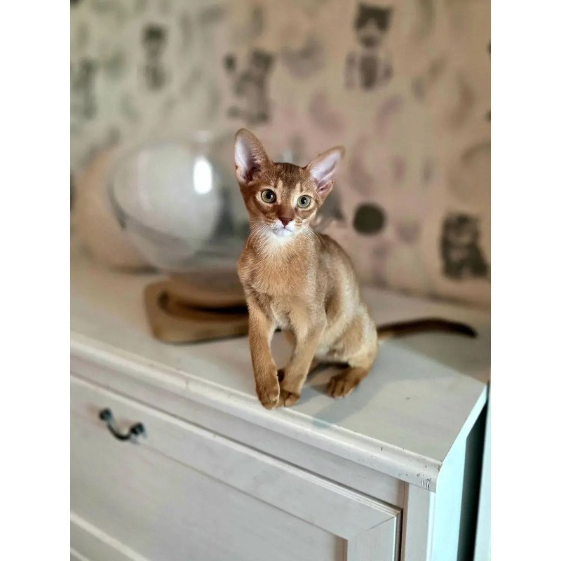 Abyssinian POLIN Isis