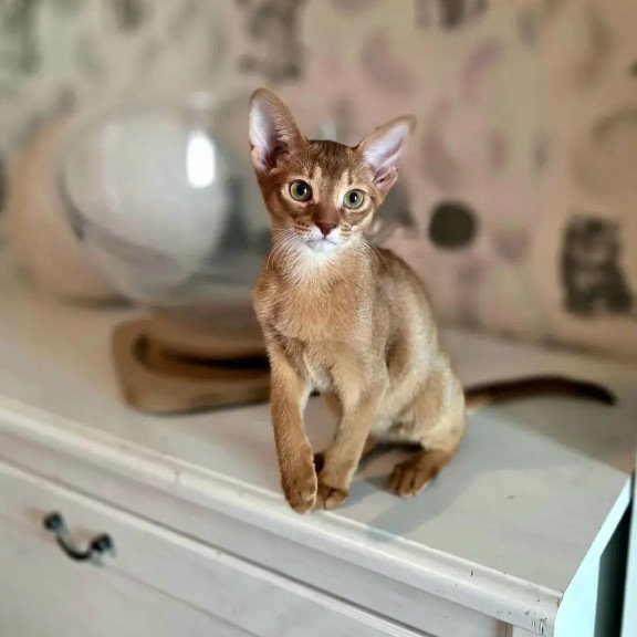 Abyssinian POLIN Isis