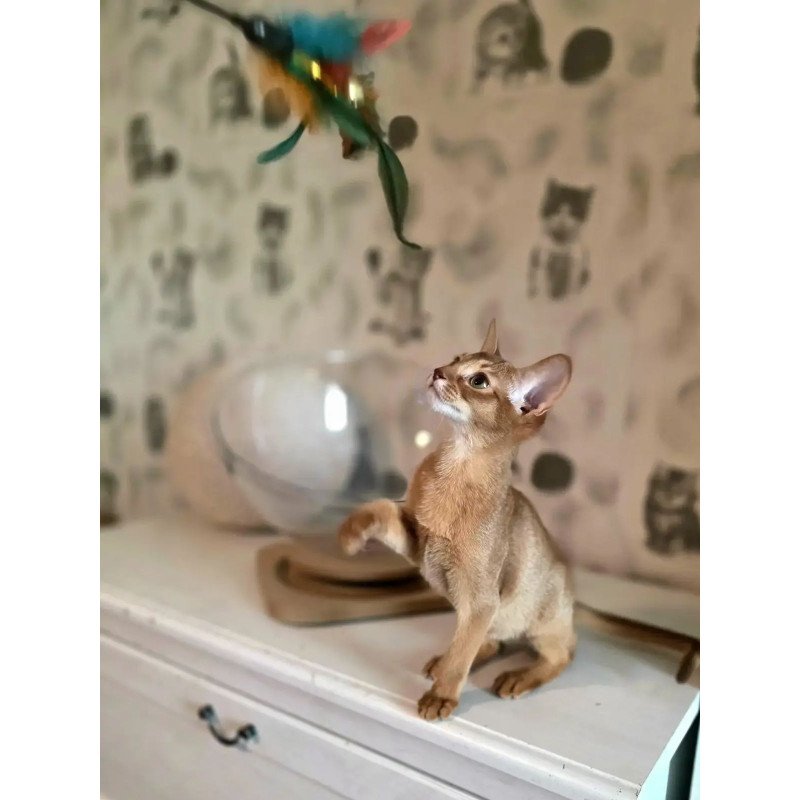 Abyssinian POLIN Isis