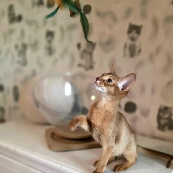 Abyssinian POLIN Isis