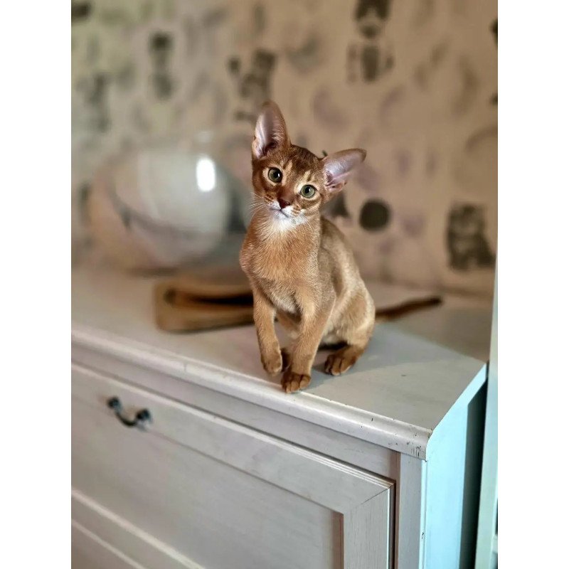 Abyssinian POLIN Isis