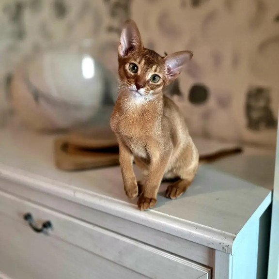 Abyssinian POLIN Isis