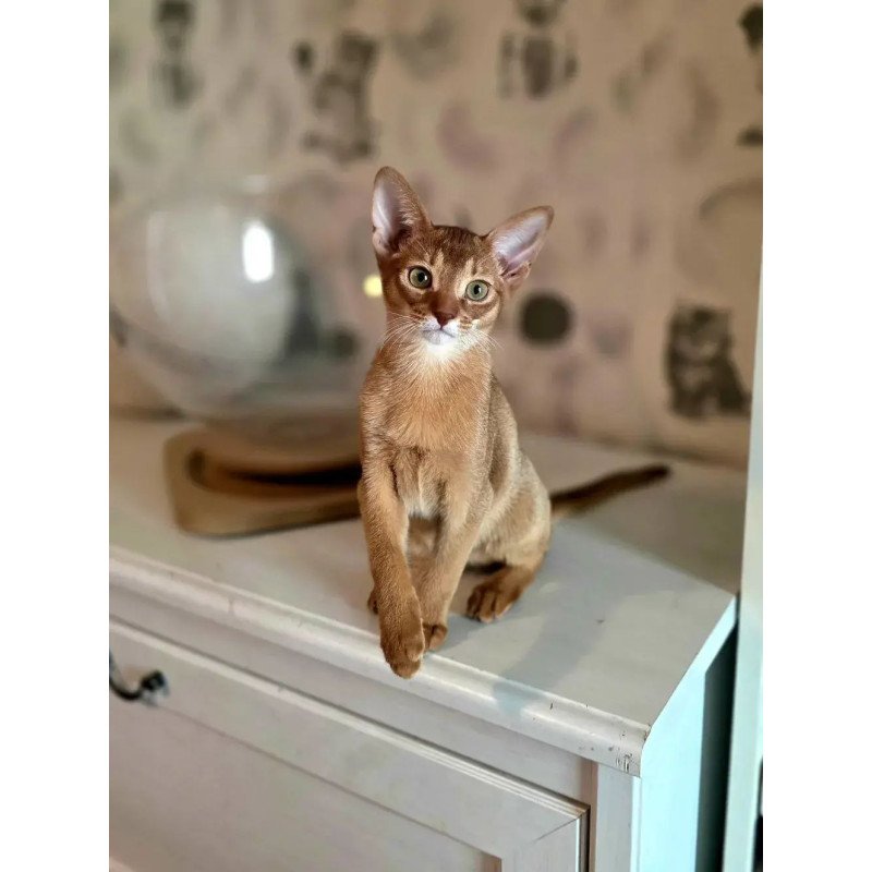 Abyssinian POLIN Isis