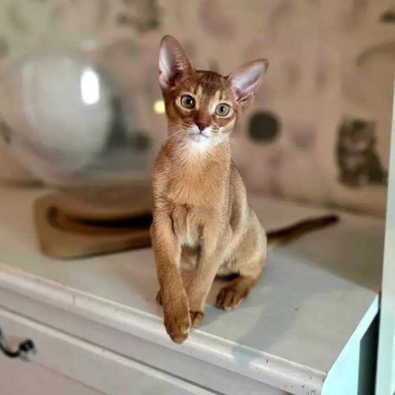 Abyssinian POLIN Isis