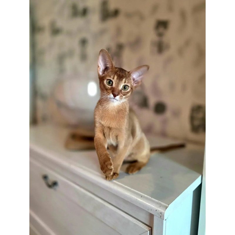 Abyssinian POLIN Isis