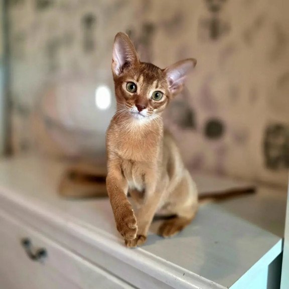 Abyssinian POLIN Isis