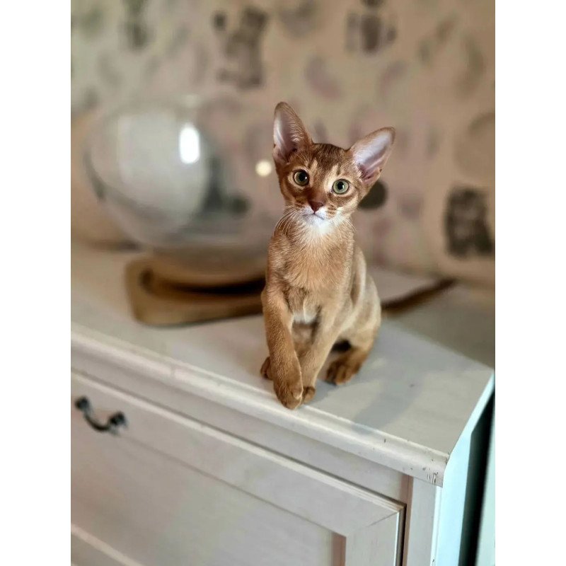 Abyssinian POLIN Isis