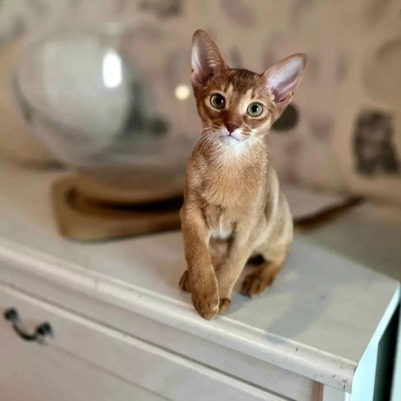 Abyssinian POLIN Isis