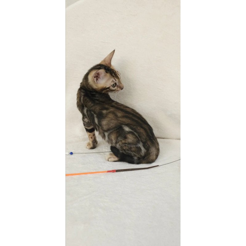 Bengal NOV Tulip