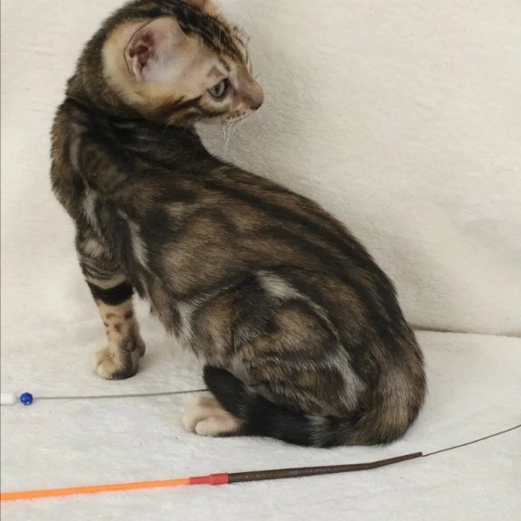 Bengal NOV Tulip