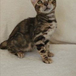 Bengal NOV Tulip
