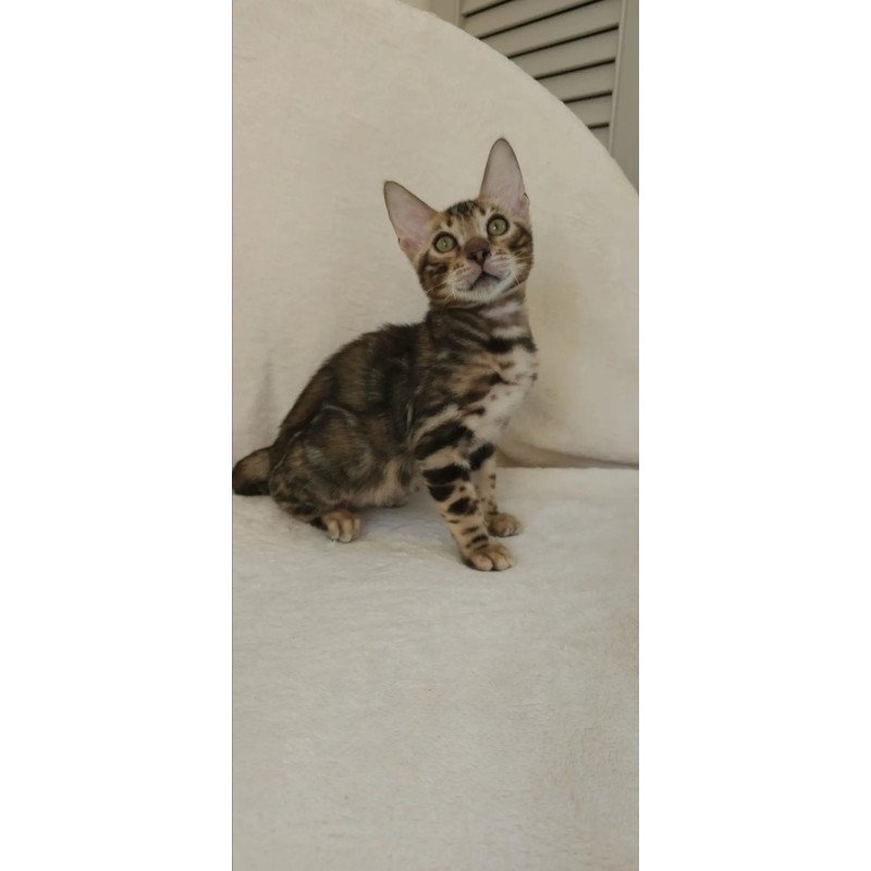 Bengal NOV Tulip