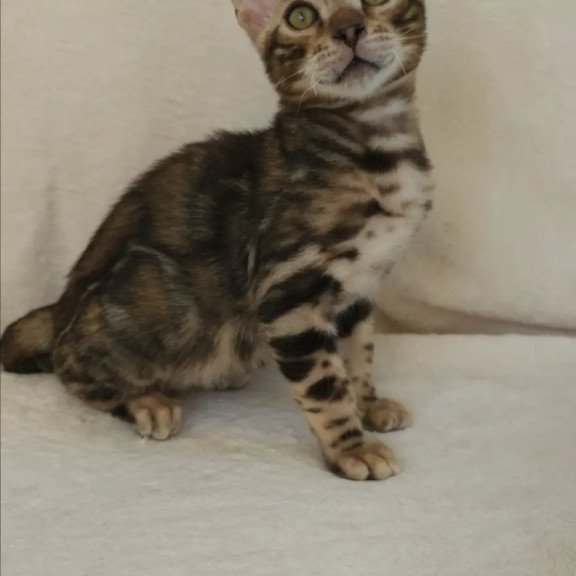 Bengal NOV Tulip