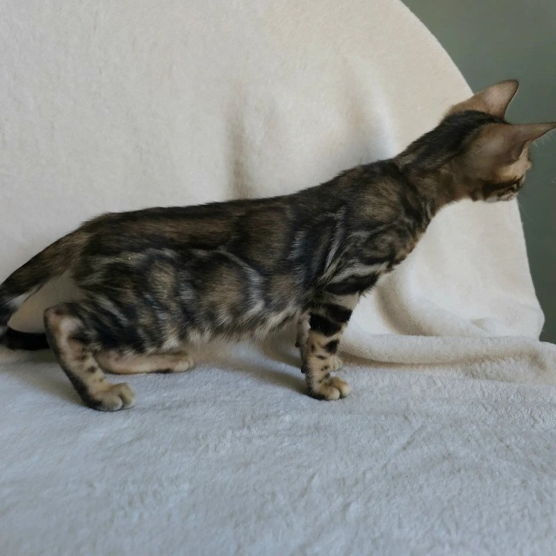 Bengal NOV Tulip