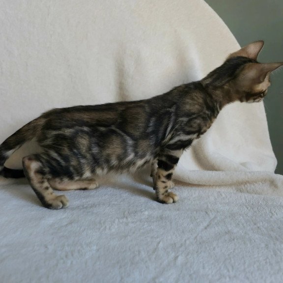 Bengal NOV Tulip
