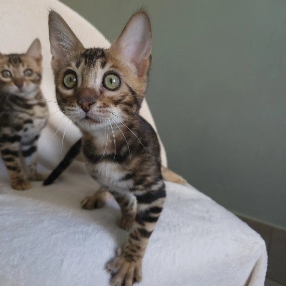 Bengal NOV Tulip