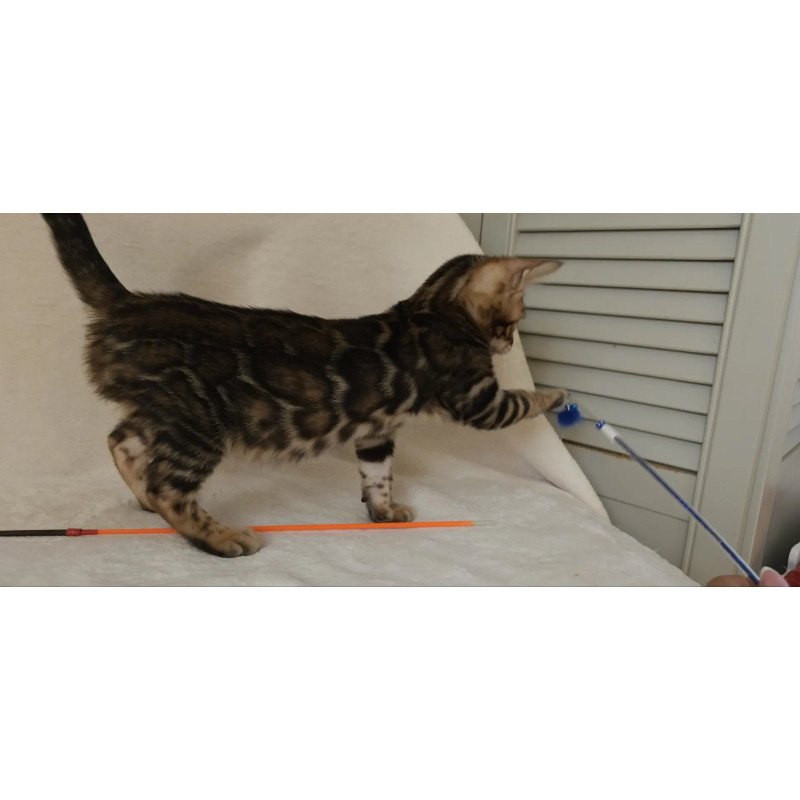 Bengal NOV Tango