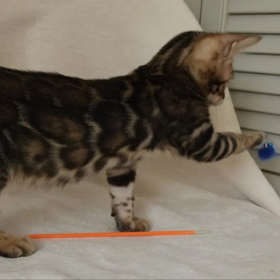 Bengal NOV Tango