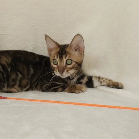Bengal NOV Tango