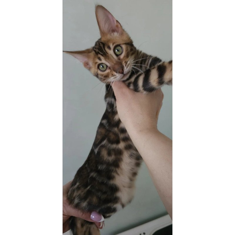 Bengal NOV Tango
