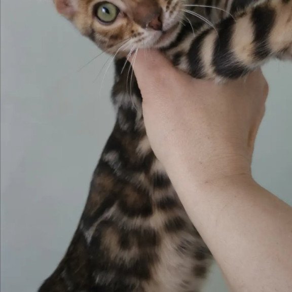 Bengal NOV Tango