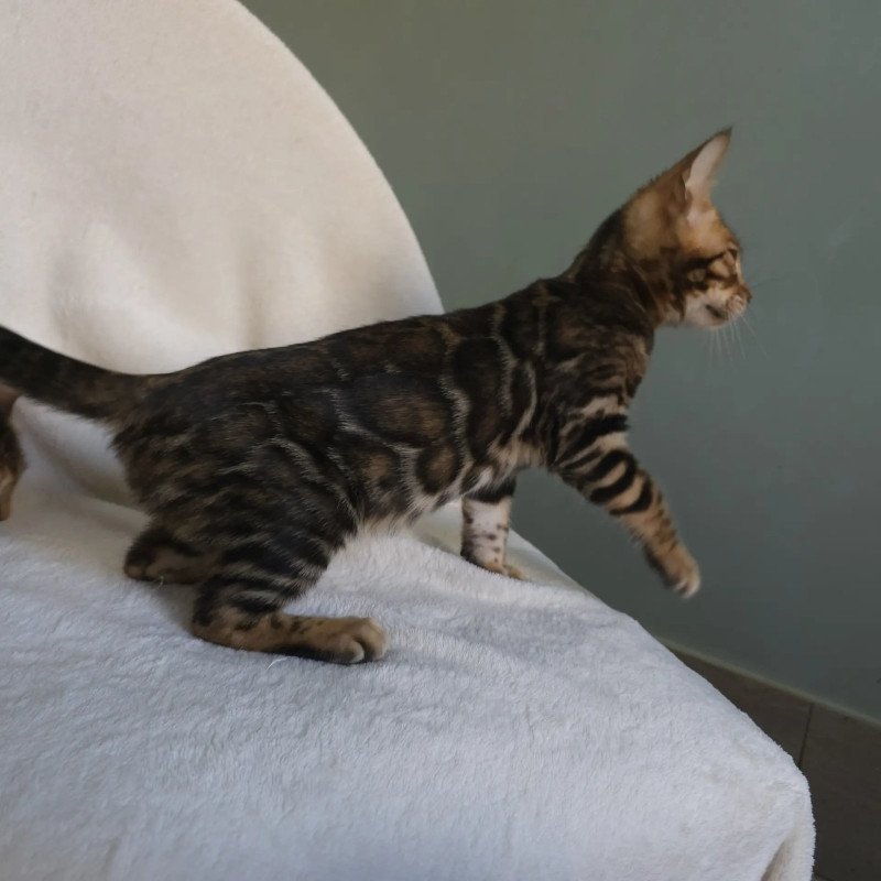 Bengal NOV Tango