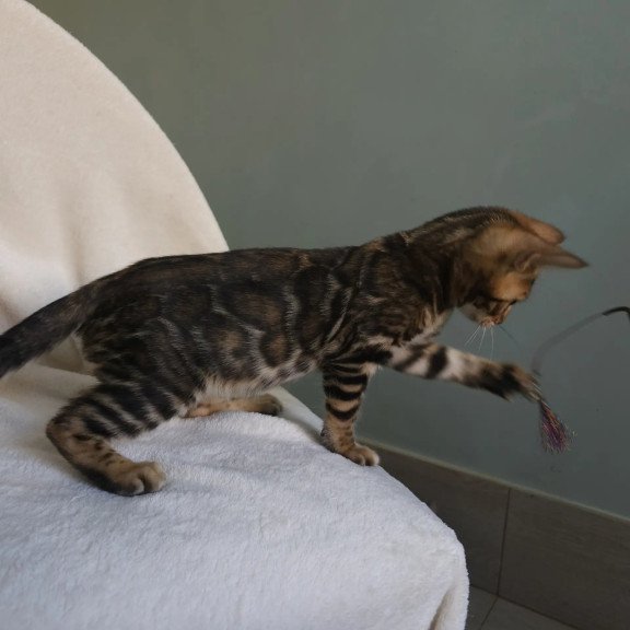 Bengal NOV Tango