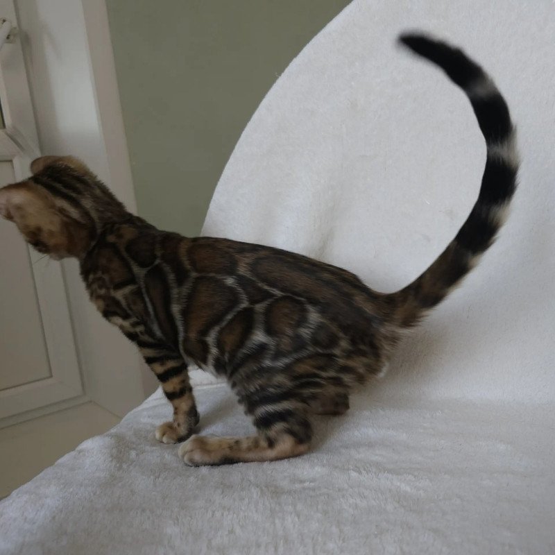 Bengal NOV Tango