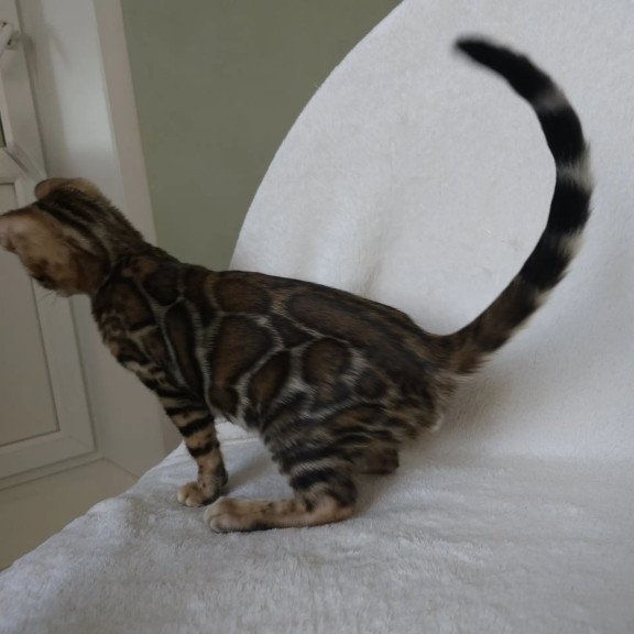 Bengal NOV Tango