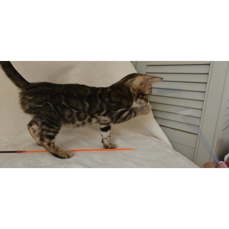 Bengal NOV Tango