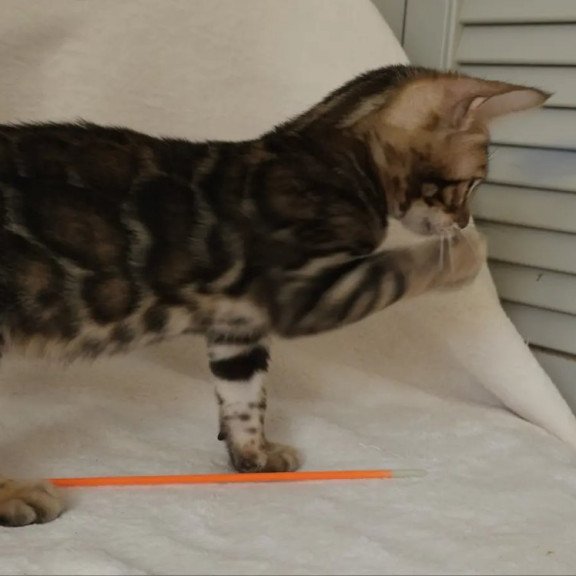 Bengal NOV Tango