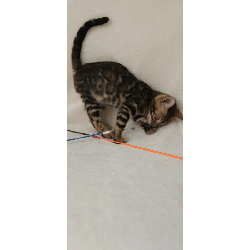 Bengal NOV Tango