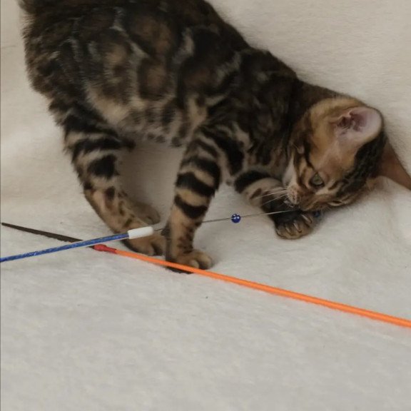 Bengal NOV Tango