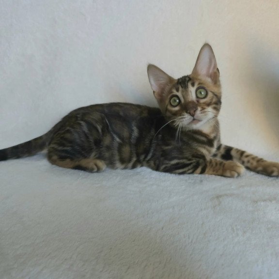 Bengal NOV Tango