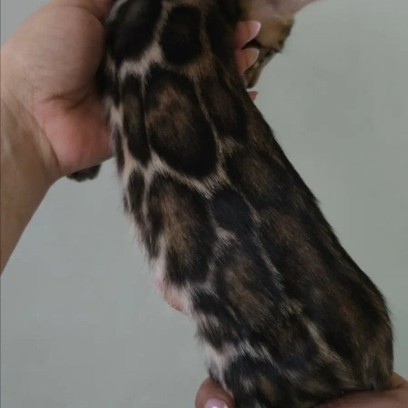 Bengal NOV Tomagochi