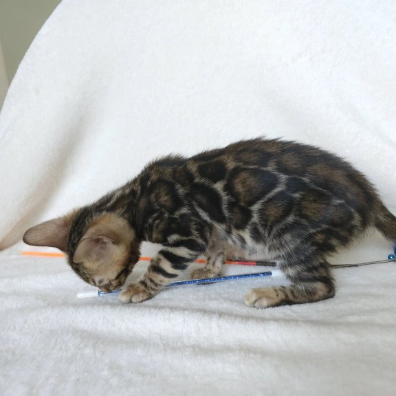 Bengal NOV Tomagochi