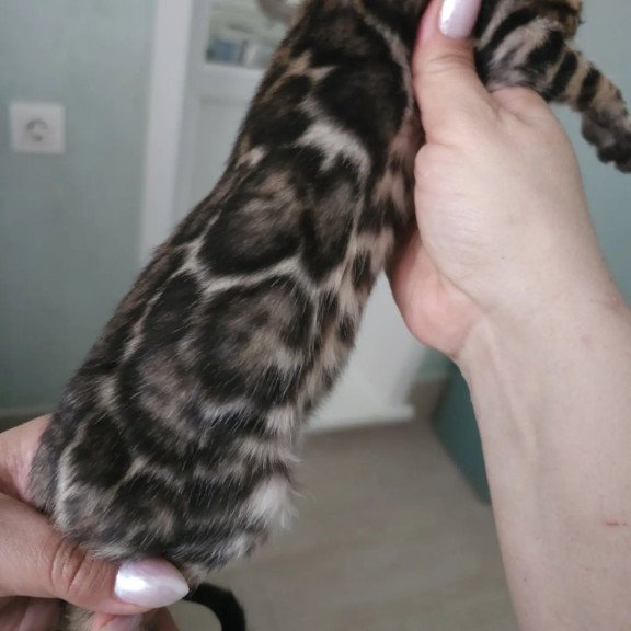Bengal NOV Tomagochi