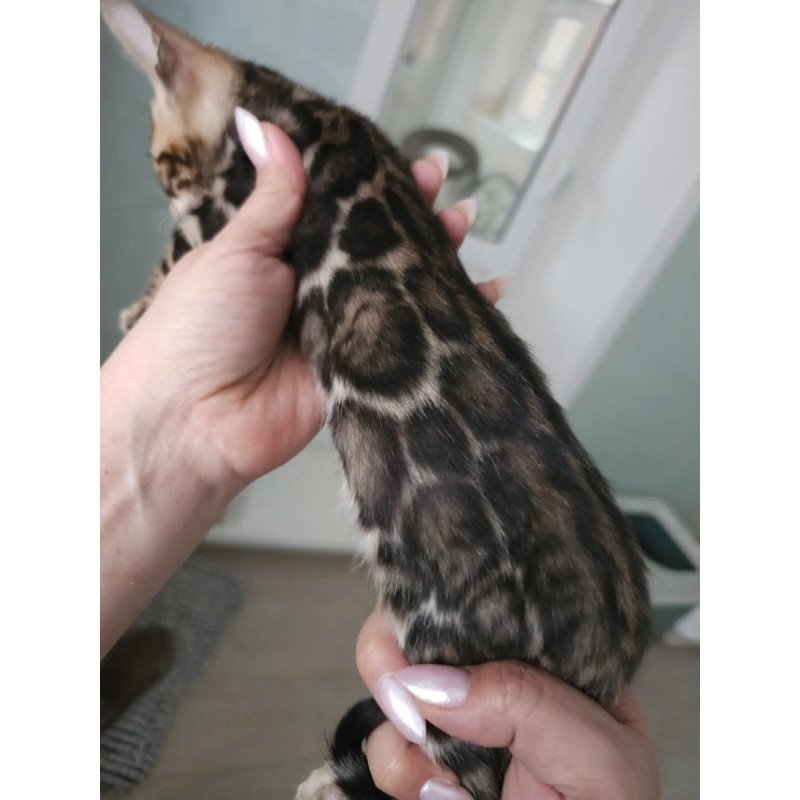 Bengal NOV Tomagochi