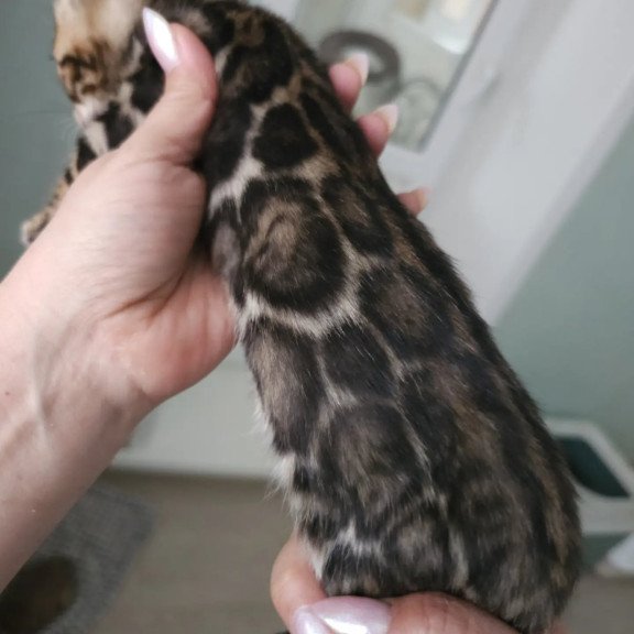 Bengal NOV Tomagochi