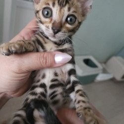 Bengal NOV Tomagochi