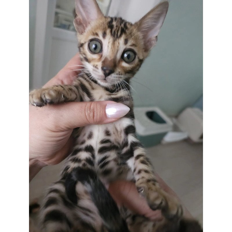 Bengal NOV Tomagochi