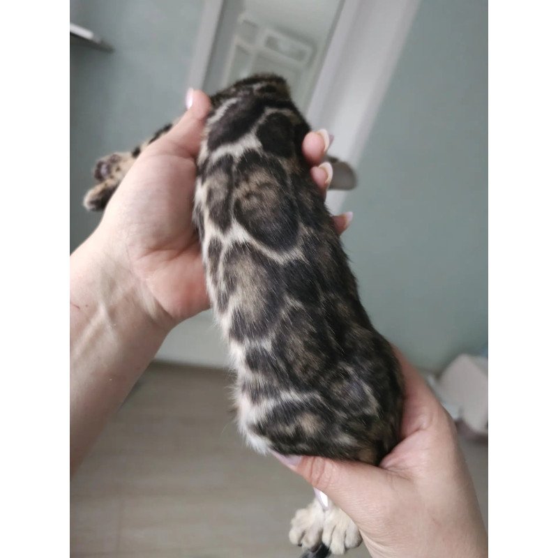 Bengal NOV Tomagochi