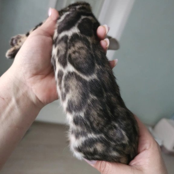 Bengal NOV Tomagochi