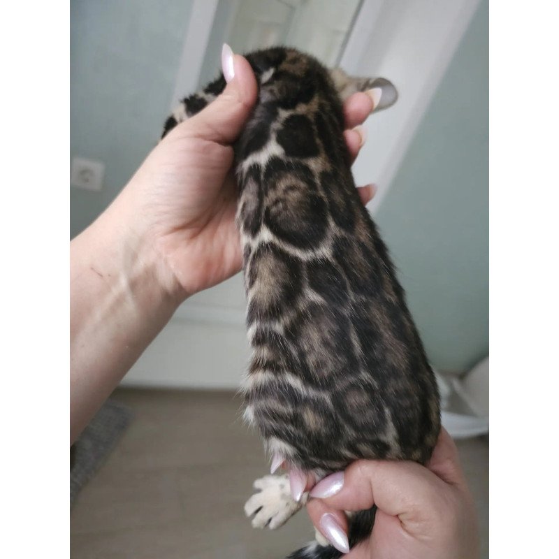 Bengal NOV Tomagochi