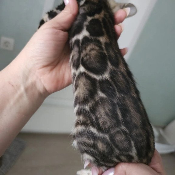 Bengal NOV Tomagochi