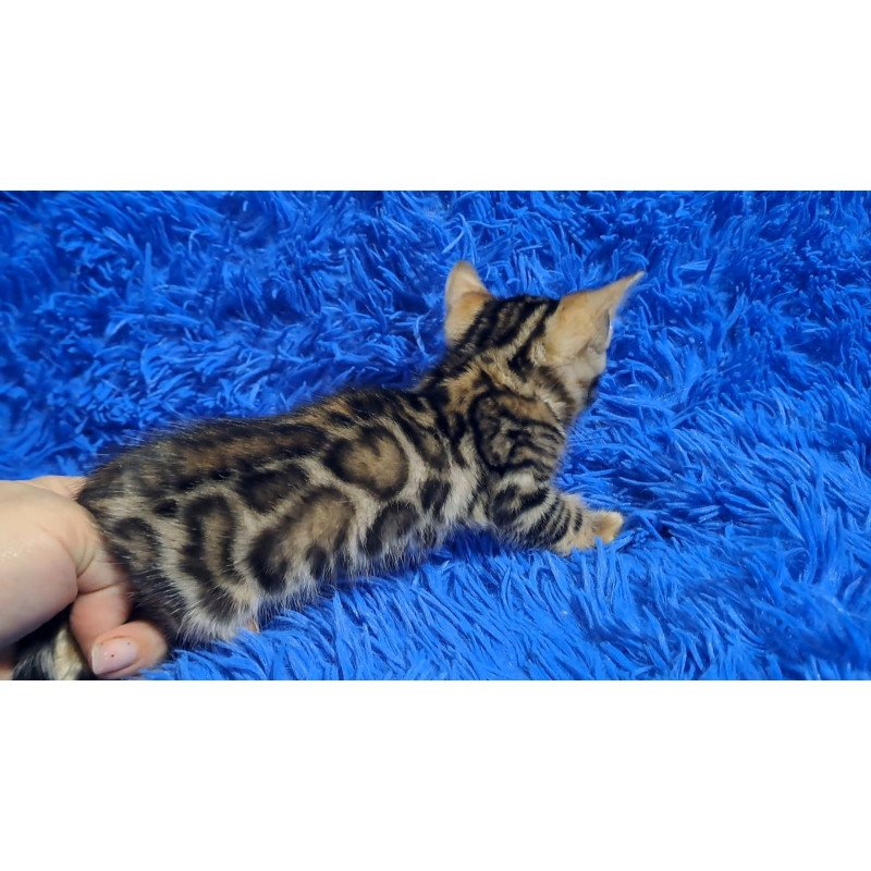Bengal NOV Kim